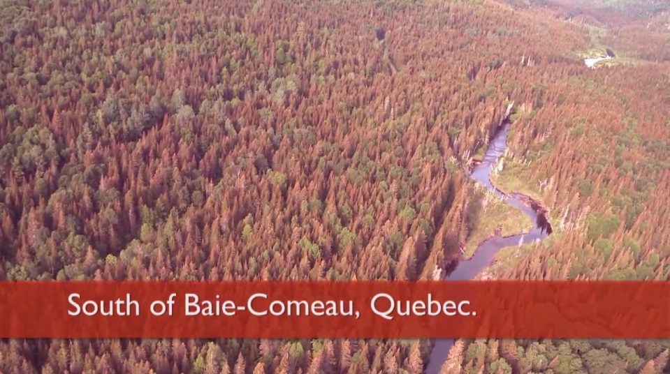 Impacts de la TBE au Québec et au Nouveau-Brunswick