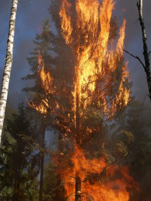Feu foret Feu foret